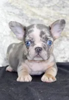 Maggie Female AKC French Bulldog, a female French Bulldog for sale in North Canton, OH – 3 of 5