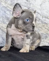 Michelle Female AKC French Bulldog, a female French Bulldog for sale in North Canton, OH – 3 of 6