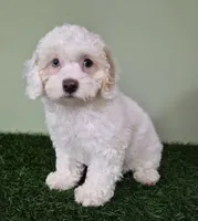 Mercedes, a female Poodle - Miniature  for sale in North Canton, OH – 3 of 10