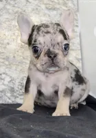 Luna Female AKC French Bulldog, a female French Bulldog for sale in North Canton, OH – 2 of 4