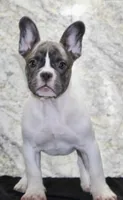Pearl Female AKC French Bulldog, a female French Bulldog for sale in North Canton, OH – 3 of 5