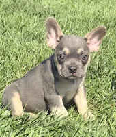Frankie Male AKC French Bulldog, a male French Bulldog for sale in North Canton, OH – 6 of 9