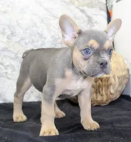 Jewel Female AKC French Bulldog, a female French Bulldog for sale in North Canton, OH – 3 of 10