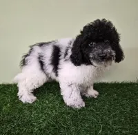 Cooper, a male Poodle - Miniature  for sale in North Canton, OH – 7 of 9