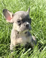Cheri Female AKC French Bulldog, a female French Bulldog for sale in North Canton, OH – 5 of 5
