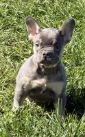 Heidi Female AKC French Bulldog, a female French Bulldog for sale in North Canton, OH – 8 of 9