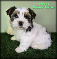 Moose, a male Biewer for sale in North Canton, OH – 1 of 7