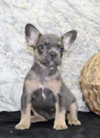 Holly Female AKC French Bulldog, a female French Bulldog for sale in North Canton, OH – 3 of 9
