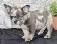 Lance Male AKC French Bulldog, a male French Bulldog for sale in North Canton, OH – 5 of 6