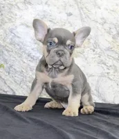 Tucker Male AKC French Bulldog, a male French Bulldog for sale in North Canton, OH – 2 of 6
