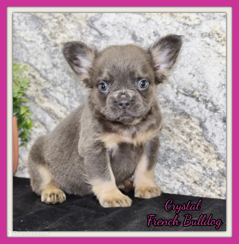 Crystal Female AKC French Bulldog – French Bulldog puppy for sale in North Canton, OH