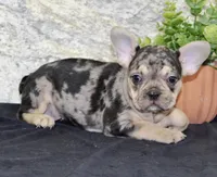 Reba Female AKC French Bulldog, a female French Bulldog for sale in North Canton, OH – 4 of 5
