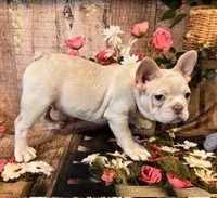 Sarge, a male French Bulldog for sale in North Canton, OH – Photo 4 of 5