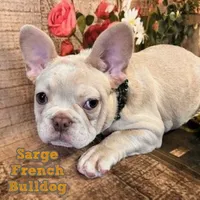 Sarge, a male French Bulldog for sale in North Canton, OH – Photo 1 of 5