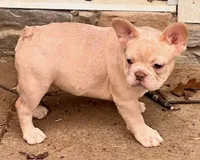 Sarge, a male French Bulldog for sale in North Canton, OH – Photo 5 of 5