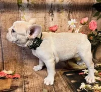 Sarge, a male French Bulldog for sale in North Canton, OH – Photo 3 of 5