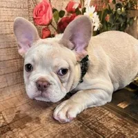 Sarge, a male French Bulldog for sale in North Canton, OH – Photo 2 of 5