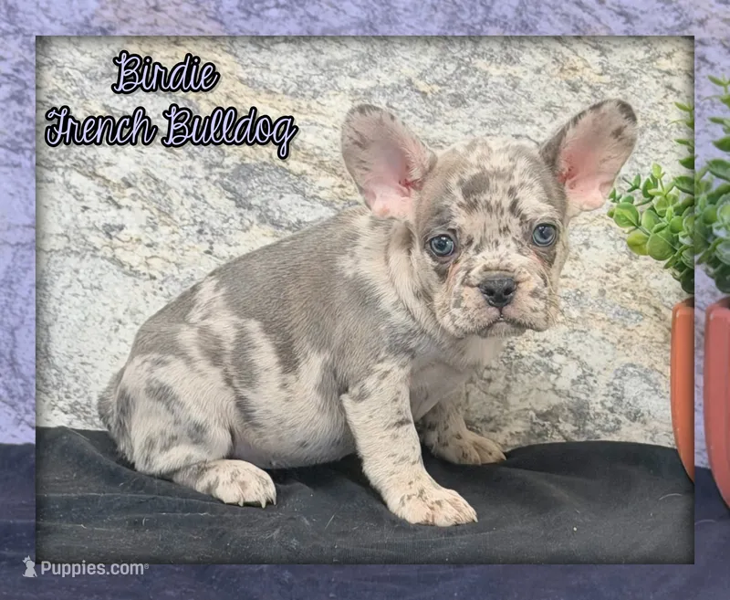 Birdie Female AKC French Bulldog – French Bulldog puppy for sale in North Canton, OH