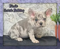 Birdie Female AKC French Bulldog, a female French Bulldog for sale in North Canton, OH – 1 of 6