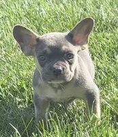 Frankie Male AKC French Bulldog, a male French Bulldog for sale in North Canton, OH – 5 of 9