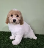 Ferrari Male Mini Poodle, a male Poodle - Miniature  for sale in North Canton, OH – 4 of 4