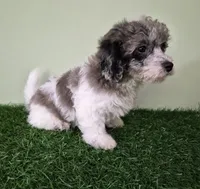 Chevelle, a female Poodle - Miniature  for sale in North Canton, OH – 5 of 10