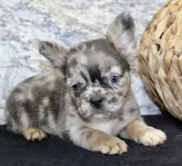 Janet Female AKC Fluffy French Bulldog, a female French Bulldog for sale in North Canton, OH – 8 of 10