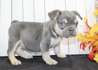 Benny Male AKC French Bulldog, a male French Bulldog for sale in North Canton, OH – 6 of 8