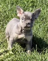 Heidi Female AKC French Bulldog, a female French Bulldog for sale in North Canton, OH – 7 of 9