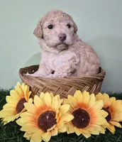 Shelby, a female Poodle - Miniature  for sale in North Canton, OH – 2 of 5