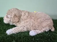Shelby, a female Poodle - Miniature  for sale in North Canton, OH – 5 of 5
