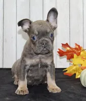 Gina Female AKC French Bulldog, a female French Bulldog for sale in North Canton, OH – 2 of 7