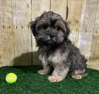 Whiskey, a male Shih Tzu and Shorkie for sale in North Canton, OH – 4 of 6