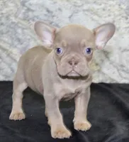 Amber Female AKC French Bulldog, a female French Bulldog for sale in North Canton, OH – 3 of 8