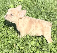 Ava Female AKC French Bulldog, a female French Bulldog for sale in North Canton, OH – 9 of 10