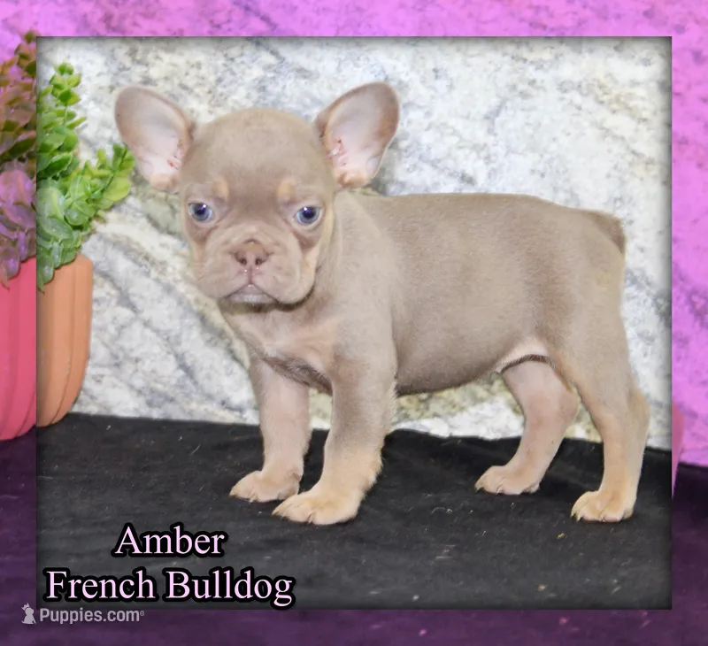 Amber Female AKC French Bulldog – French Bulldog puppy for sale in North Canton, OH