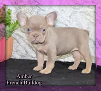 Amber Female AKC French Bulldog, a female French Bulldog for sale in North Canton, OH – 1 of 8