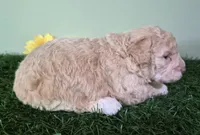 Shelby, a female Poodle - Miniature  for sale in North Canton, OH – 4 of 5