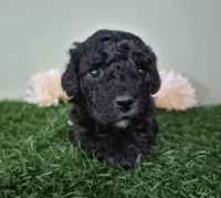 Bentley, a male Poodle - Miniature  for sale in North Canton, OH – 2 of 4