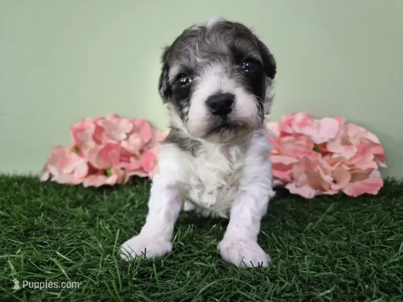 Chevelle – Poodle - Miniature  puppy for sale in North Canton, OH