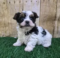 Valentino, a  Yorkshire Terrier for sale in North Canton, OH – 2 of 3