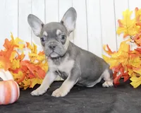 Bobbie Male AKC French Bulldog, a male French Bulldog for sale in North Canton, OH – 5 of 5