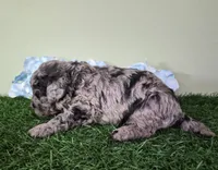 Chevy, a male Poodle - Miniature  for sale in North Canton, OH – 6 of 6