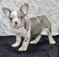 Dallas Male AKC French Bulldog, a male French Bulldog for sale in North Canton, OH – 2 of 6