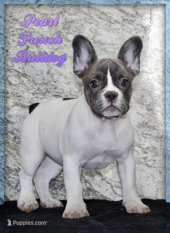 Pearl Female AKC French Bulldog – French Bulldog puppy for sale in North Canton, OH