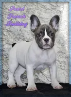 Pearl Female AKC French Bulldog, a female French Bulldog for sale in North Canton, OH – 1 of 5