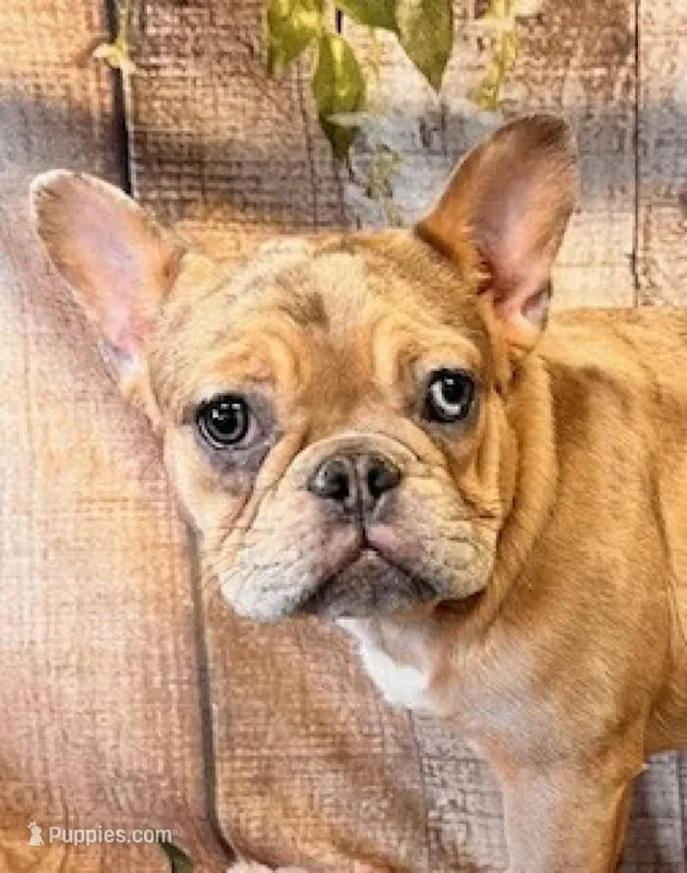 Lindsey – French Bulldog puppy for sale in North Canton, OH