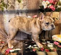 Lindsey, a female French Bulldog for sale in North Canton, OH – Photo 3 of 4