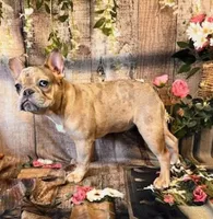 Lindsey, a female French Bulldog for sale in North Canton, OH – Photo 2 of 4