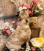 Lindsey, a female French Bulldog for sale in North Canton, OH – Photo 4 of 4